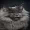 All About Maine Coon Kittens Ri