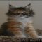 Details of Maine Coon Kittens Wisconsin Details of Maine Coon Kittens Wisconsin