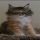 Details of Maine Coon Kittens Wisconsin