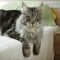 Details of Maine Coon Rescue Adoption