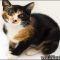 Male Calico Cat For Sale – the Story