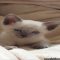 The Indisputable Truth About Male Siamese Kitten That No One Is Telling You