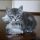Understanding Manx Kittens For Adoption