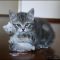 Understanding Manx Kittens For Adoption Understanding Manx Kittens For Adoption