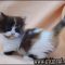 Brief Article Teaches You the Ins and Outs of Midget Kittens For Sale and What You Should Do Today