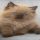Mink Ragdoll Kittens For Sale Tips