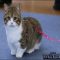 Here’s What I Know About Munchkin Kitten Breeders