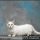 The Fundamentals of Munchkin Kittens For Sale In Iowa Revealed