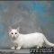 Why No One Is Discussing Munchkin Kittens For Sale In Michigan and What You Need to Do Right Now About It