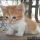 Get the Scoop on Munchkin Kittens For Sale Indiana Before You’re Too Late