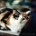 The True Story About Names For Calico Kittens That the Experts Don’t Want You to Know