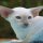A Review of Names For White Kittens