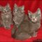 The Ultimate Nebelung Kittens For Sale Trick