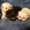 Newborn Kittens For Free – What Is It?