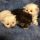 Getting the Best Newborn Kittens For Sale
