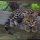 The Undisputed Truth About Ocelot Kittens For Sale That the Experts Don’t Want You to Hear