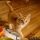 Most Noticeable Orange Kittens For Sale