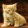 The Ins and Outs of Orange Tabby Kittens For Sale and What You Should Do Today