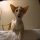The Little-Known Secrets to Oriental Shorthair Kitten