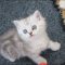 The Argument About Persian Kittens For Free