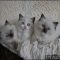 The Honest to Goodness Truth on Persian Kittens For Sale Craigslist