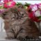The Chronicles of Persian Kittens For Sale Florida