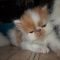 Ideas, Formulas, and Shortcuts for Persian Kittens For Sale Florida