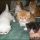 Why Absolutely Everybody Is Talking About Persian Kittens For Sale In Georgia