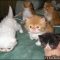 Why Absolutely Everybody Is Talking About Persian Kittens For Sale In Georgia