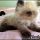Surprising Facts About Persian Kittens For Sale In Ma Uncovered by Industry Leaders