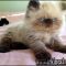 Surprising Facts About Persian Kittens For Sale In Ma Uncovered by Industry Leaders Surprising Facts About Persian Kittens For Sale In Ma Uncovered by Industry Leaders