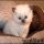A Deadly Mistake Uncovered on Persian Kittens For Sale In Nc and How to Avoid It