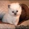 A Deadly Mistake Uncovered on Persian Kittens For Sale In Nc and How to Avoid It A Deadly Mistake Uncovered on Persian Kittens For Sale In Nc and How to Avoid It
