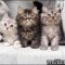 Why Everybody Is Mistaken About Persian Kittens For Sale In NY