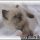 Reported Buzz on Persian Kittens For Sale In Ohio Uncovered