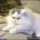 Sensitive Information About Persian Kittens For Sale In Pa, Only the Pros Know About