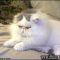 Sensitive Information About Persian Kittens For Sale In Pa, Only the Pros Know About