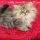 Persian Kittens For Sale In Texas Secrets