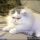 Secret Answers to Persian Kittens For Sale In Tn Disclosed