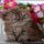 The Persian Kittens For Sale In Va Trap