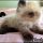 A Neutral View of Persian Kittens For Sale Mn