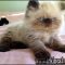 A Neutral View of Persian Kittens For Sale Mn
