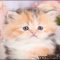 Lies You’ve Been Told About Persian Kittens For Sale Near Me