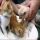 What Everybody Dislikes About Petco Kittens For Sale and Why