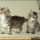 The Fundamentals of Pixie Bob Kittens For Sale That You Can Learn From Beginning Immediately