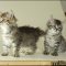 The Fundamentals of Pixie Bob Kittens For Sale That You Can Learn From Beginning Immediately