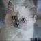 Ragdoll Kitten Indiana Fundamentals Explained