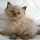 Rumored Buzz on Ragdoll Kittens Bc Uncovered