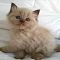 Rumored Buzz on Ragdoll Kittens Bc Uncovered