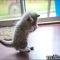 Everything You’ve Ever Wanted to Know About Ragdoll Kittens Charlotte Nc
